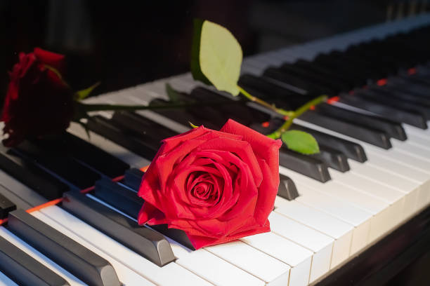 A red rose resting on piano keys